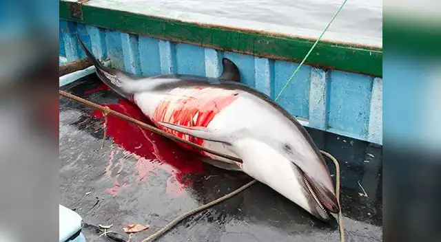 Mundo Azul revela indignantes imágenes de la cruel matanza de delfines y tiburones por parte de pescadores artesanales en el Perú