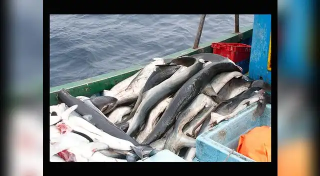 Mundo Azul revela indignantes imágenes de la cruel matanza de delfines y tiburones por parte de pescadores artesanales en el Perú