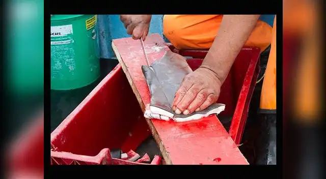 Mundo Azul revela indignantes imágenes de la cruel matanza de delfines y tiburones por parte de pescadores artesanales en el Perú