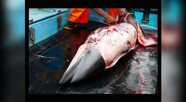 Mundo Azul revela indignantes imágenes de la cruel matanza de delfines y tiburones por parte de pescadores artesanales en el Perú
