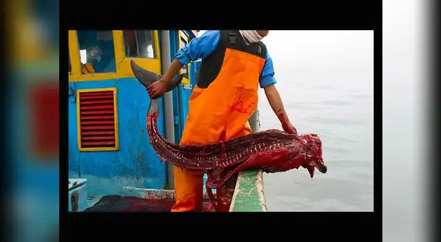 Mundo Azul revela indignantes imágenes de la cruel matanza de delfines y tiburones por parte de pescadores artesanales en el Perú