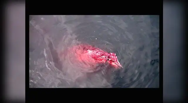 Mundo Azul revela indignantes imágenes de la cruel matanza de delfines y tiburones por parte de pescadores artesanales en el Perú