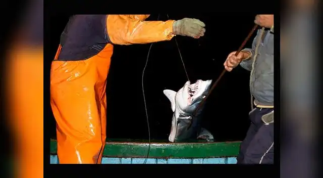 Mundo Azul revela indignantes imágenes de la cruel matanza de delfines y tiburones por parte de pescadores artesanales en el Perú