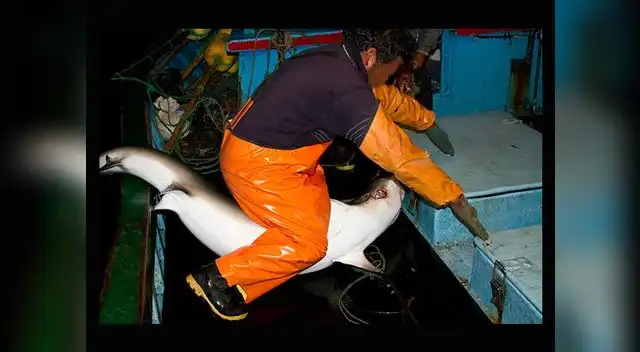 Mundo Azul revela indignantes imágenes de la cruel matanza de delfines y tiburones por parte de pescadores artesanales en el Perú