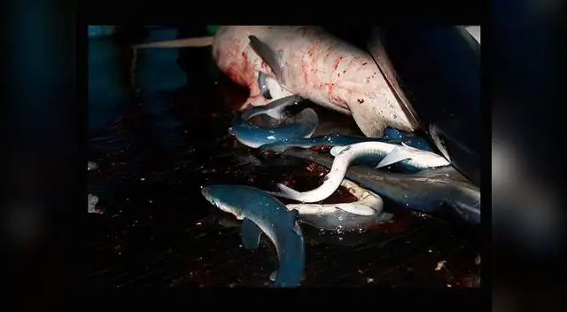 Mundo Azul revela indignantes imágenes de la cruel matanza de delfines y tiburones por parte de pescadores artesanales en el Perú