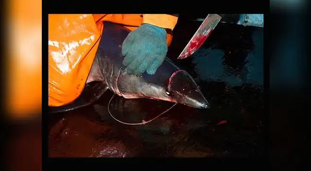 Mundo Azul revela indignantes imágenes de la cruel matanza de delfines y tiburones por parte de pescadores artesanales en el Perú