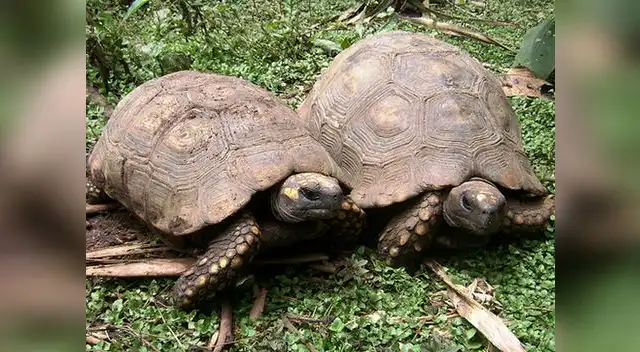 Divertida carrera de tortugas Motelo en celebraciones por el aniversario de Pucallpa