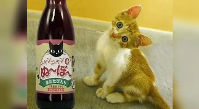 Empresa de Japón vende vino para gatos