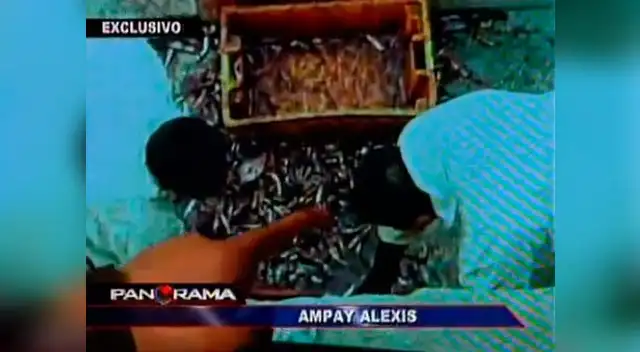 Alexis Humala nuevamente ampayado.