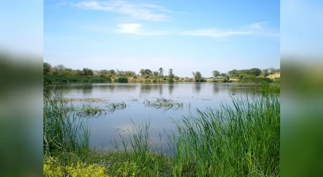 ¿Cómo cuidar los humedales?