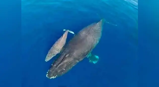 Ballena jorobada y cría pasean. Ballena jorobada y cría pasean.