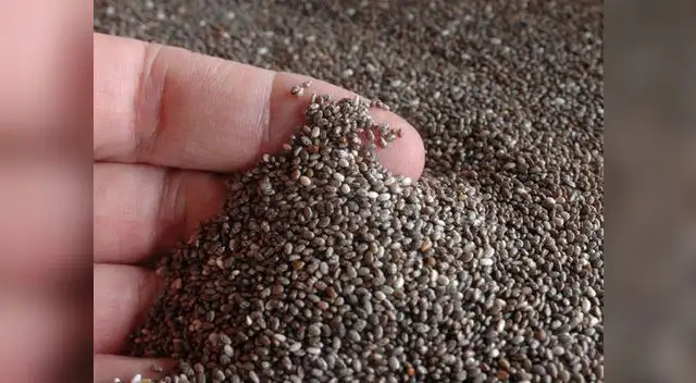 Conoce las múltiples bondades nutricionales de la chía.