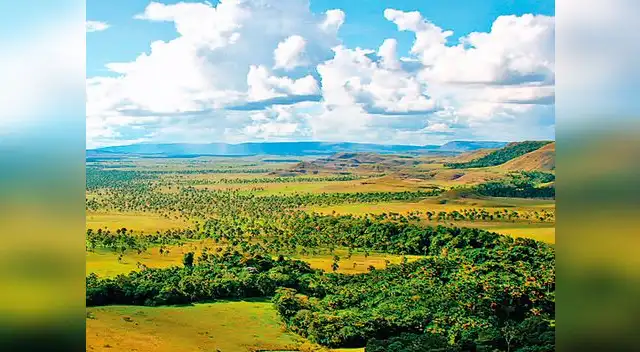 Aprende a conservar las sabanas tropicales