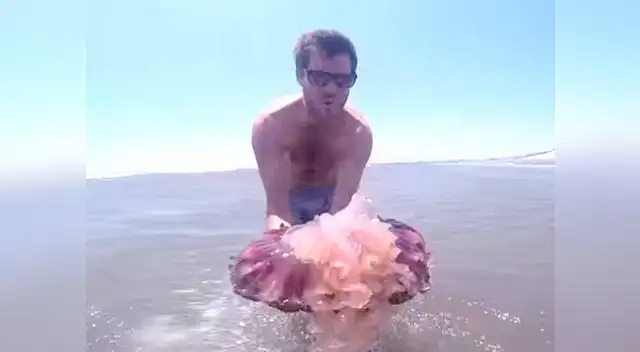 No tuvo cuidado al levantar medusas. Menos mal no cogió una venenosa.