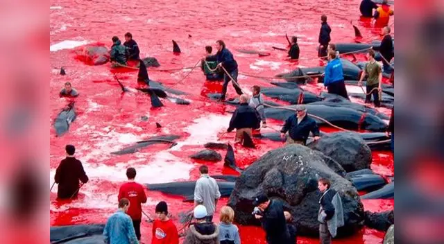 Aducen que son por fines científicos. Aducen que son por fines científicos.