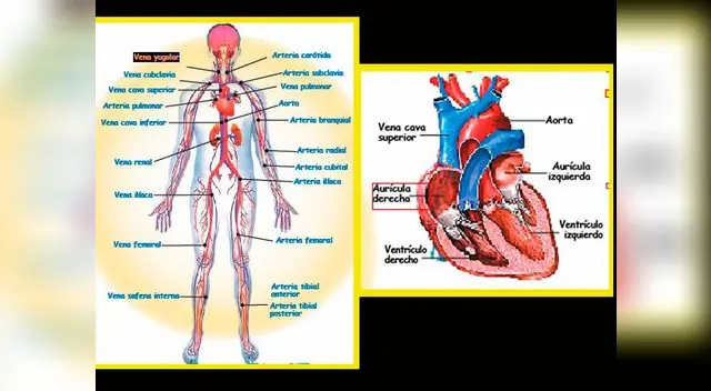 Conoce el corazón y su función en el sistema circulatorio.