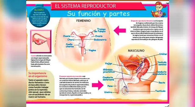 Todo sobre el sistema de reproductor humano
