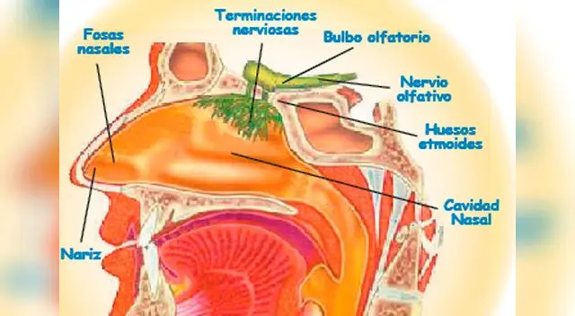Descripción del bulbo del sentido del olfato Descripción del bulbo del sentido del olfato