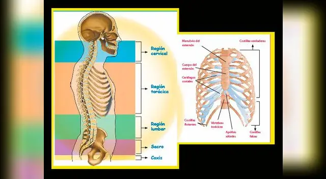 El tórax y sus partes.