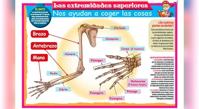Las extremidades superiores nos ayudan a coger las cosas. Las extremidades superiores nos ayudan a coger las cosas.