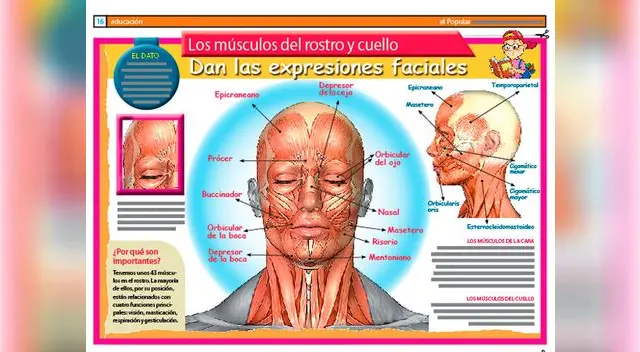 Los músculos del rostro y el cuello dan las expresiones faciales.