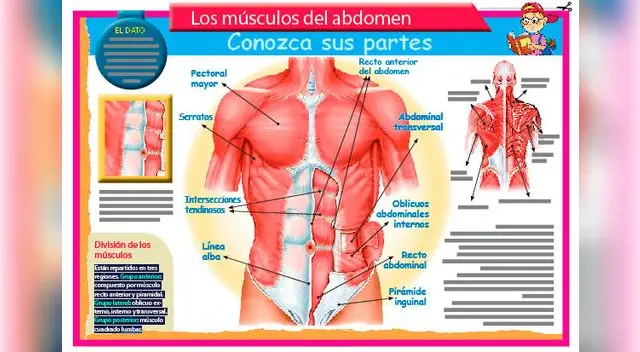 Los músculos del abdomen: conozca sus partes. Los músculos del abdomen: conozca sus partes.