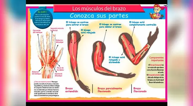 Conozca las partes del músculo del brazo.