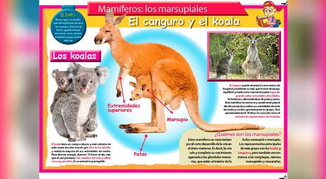 El canguro y el koala.