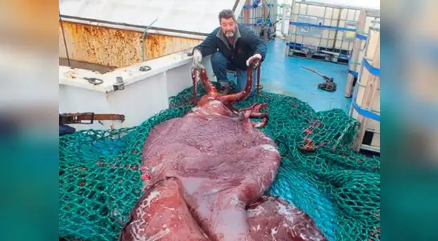 Hallan 3 corazones en calamar gigante al realizarle autopsia Hallan 3 corazones en calamar gigante al realizarle autopsia