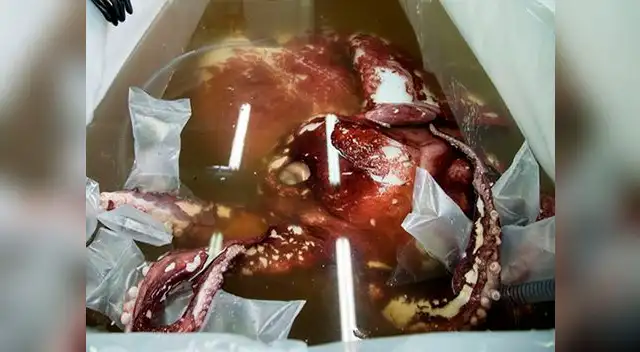 Hallan 3 corazones en calamar gigante al realizarle autopsia Hallan 3 corazones en calamar gigante al realizarle autopsia