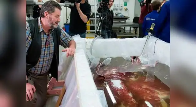 Hallan 3 corazones en calamar gigante al realizarle autopsia Hallan 3 corazones en calamar gigante al realizarle autopsia