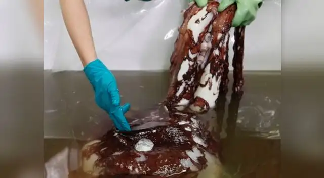 Hallan 3 corazones en calamar gigante al realizarle autopsia Hallan 3 corazones en calamar gigante al realizarle autopsia