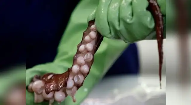 Hallan 3 corazones en calamar gigante al realizarle autopsia Hallan 3 corazones en calamar gigante al realizarle autopsia