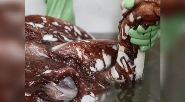 Hallan 3 corazones en calamar gigante al realizarle autopsia Hallan 3 corazones en calamar gigante al realizarle autopsia