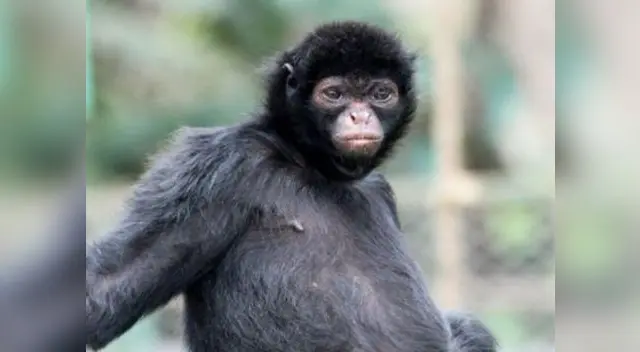 Mono marco es la sensación en Parque de las Leyendas.