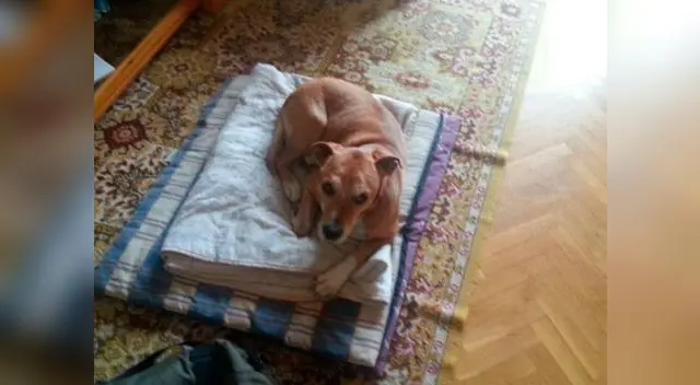 Autoridades sacrificaron a 'Excalibur' para evitar que Ébola se propague en la capital española.