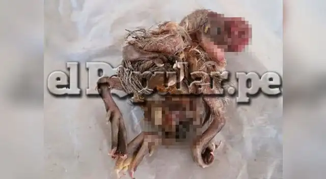 Insólito caso del nacimiento de un ppato con cuatro patas y cuatro alas en Piura
