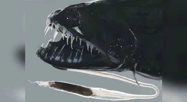 Capturan ejemplar de Pez Alien, el terror de las profundidades marinas