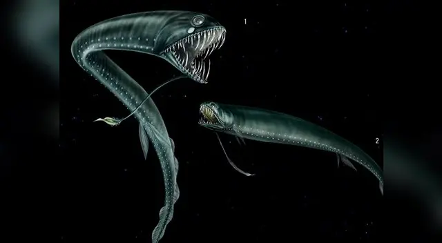 Capturan ejemplar de Pez Alien, el terror de las profundidades marinas