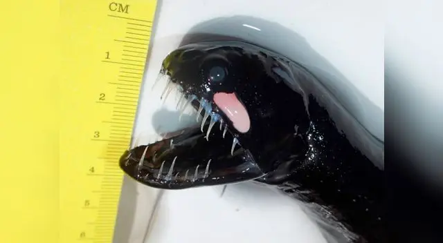 Capturan ejemplar de Pez Alien, el terror de las profundidades marinas