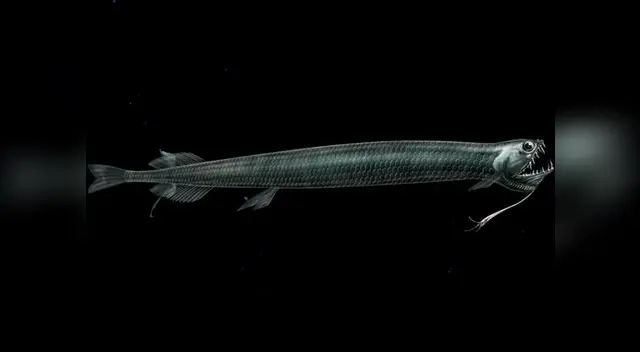 Capturan ejemplar de Pez Alien, el terror de las profundidades marinas