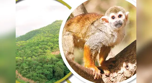 También conocida como omagua. También conocida como omagua.