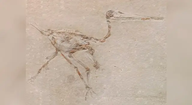 Pokemón salta del anime a la vida real con 'Aerodactylus'.