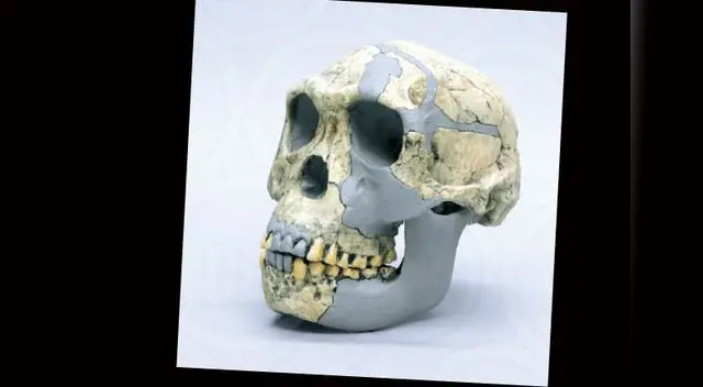 El Homo habilis El Homo habilis