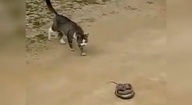 Este gatito y esta víbora se enfrescan en una fuerte pelea Este gatito y esta víbora se enfrescan en una fuerte pelea