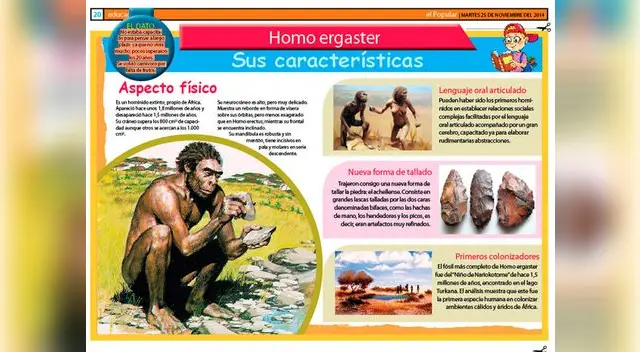 Homo ergaster: sus caraterísticas.