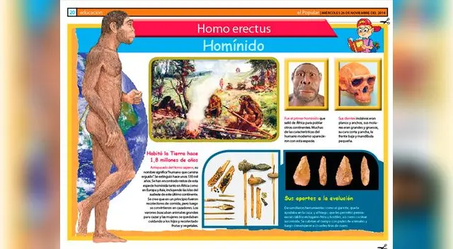 Homos eretus: homínidos. Homos eretus: homínidos.