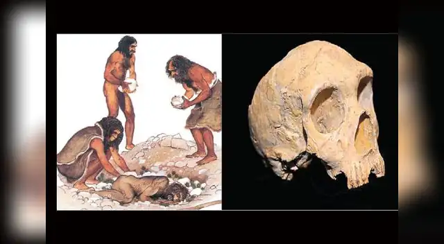 Homo neandertal. Homo neandertal.