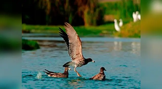 Municipalidad de Lima promueve ingreso gratuito a los Pantanos de Villa. Municipalidad de Lima promueve ingreso gratuito a los Pantanos de Villa.