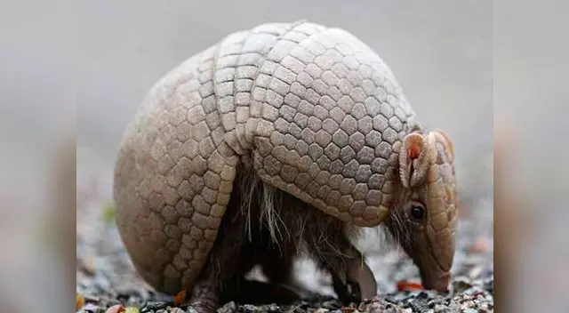 Armadillos bebes fueron dejados en un taxi en Chiclayo. Armadillos bebes fueron dejados en un taxi en Chiclayo.